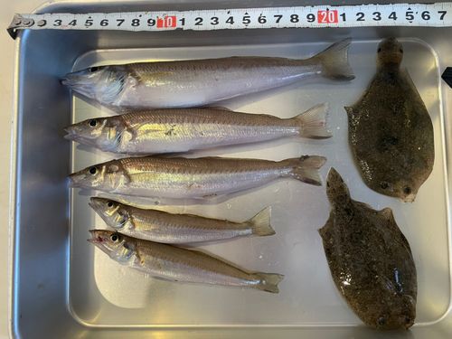 キスの釣果