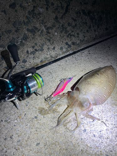 コウイカの釣果