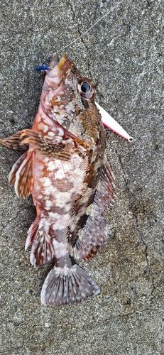 カサゴの釣果