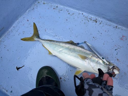 ハマチの釣果