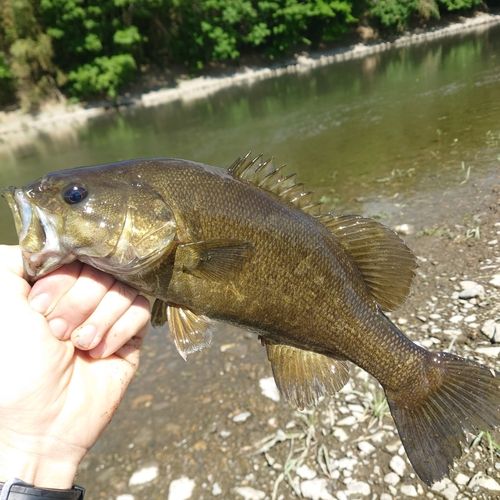 栃木県で釣れたライギョの釣り・釣果情報 - アングラーズ | 釣果600万