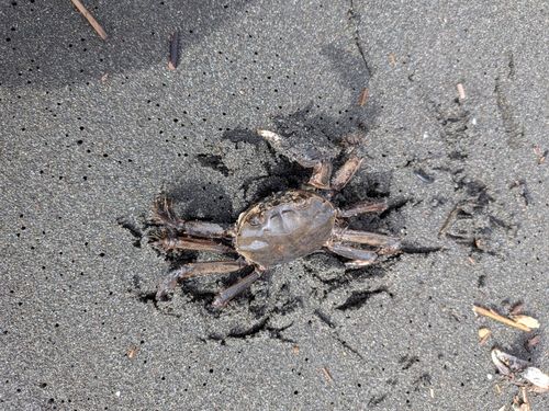 カニの釣果
