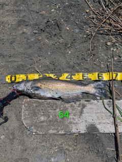 アメリカナマズの釣果