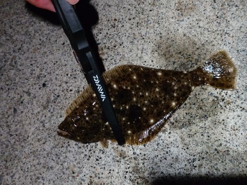 ソゲの釣果