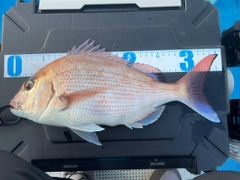 マダイの釣果
