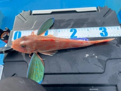 ホウボウの釣果