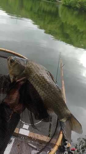 ヘラブナの釣果