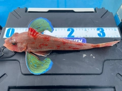 ホウボウの釣果