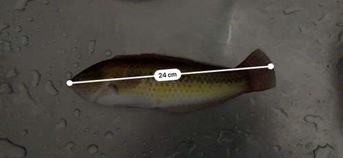 ベラの釣果