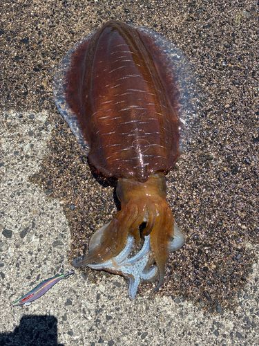 アオリイカの釣果