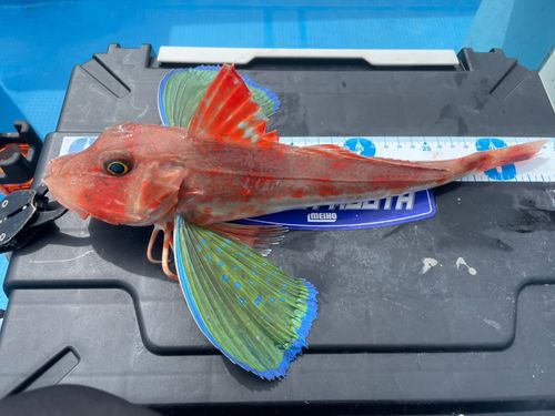 ホウボウの釣果