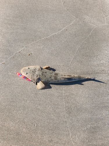 マゴチの釣果