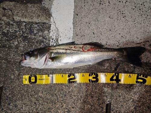 セイゴ（マルスズキ）の釣果