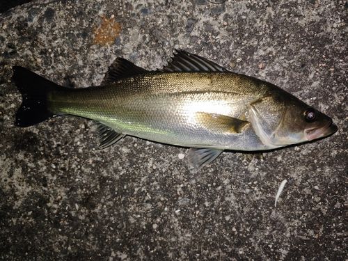 セイゴ（マルスズキ）の釣果