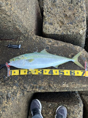 ヤズの釣果
