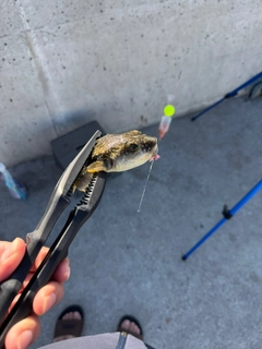 アカメフグの釣果
