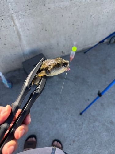アカメフグの釣果
