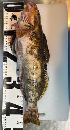 アイナメの釣果