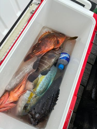ヒラマサの釣果