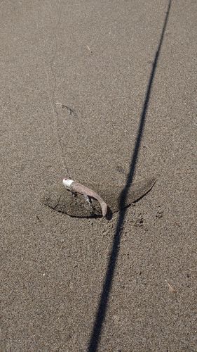 シタビラメの釣果