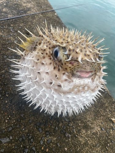 ハリセンボンの釣果