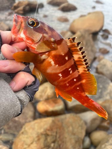アカハタの釣果