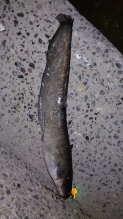ナマズの釣果