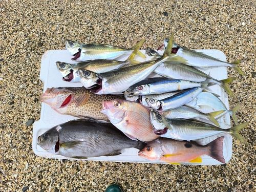 イサキの釣果