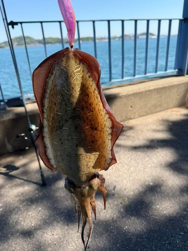 モンゴウイカの釣果