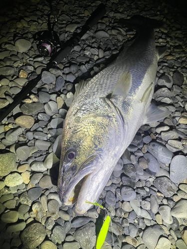 オオニベの釣果