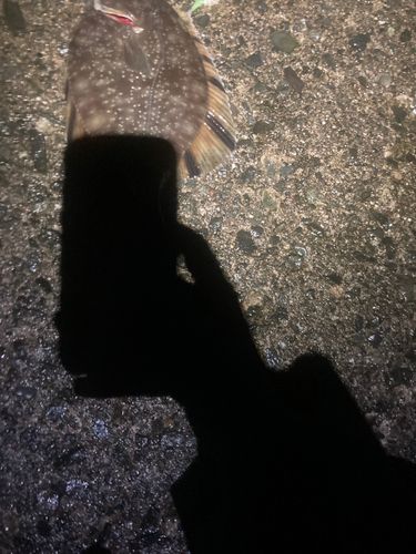 カワガレイの釣果