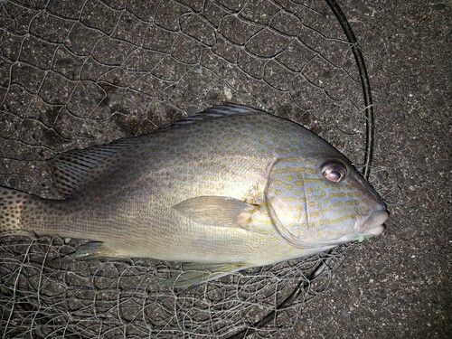 コロダイの釣果