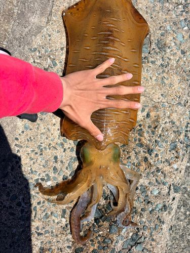 アオリイカの釣果
