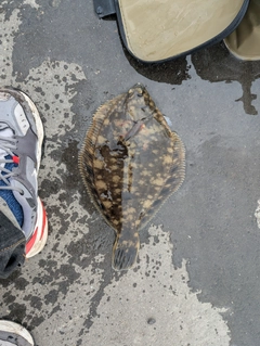 クロガシラガレイの釣果