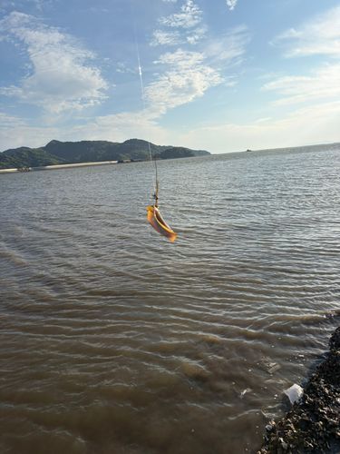 エイの釣果