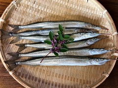 サヨリの釣果