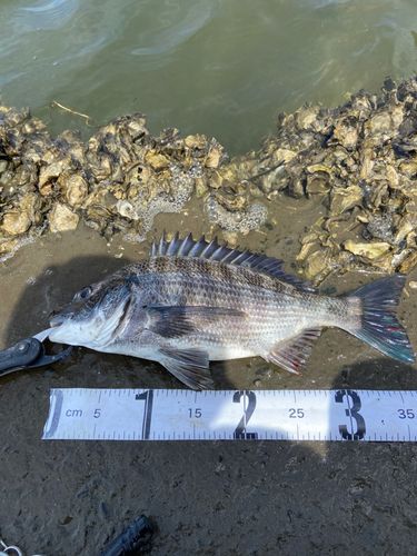 チヌの釣果