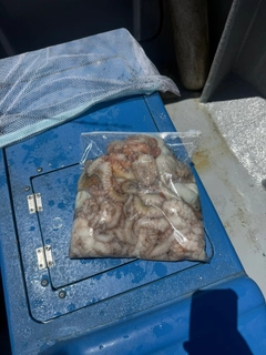 タコの釣果