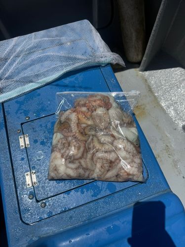 タコの釣果