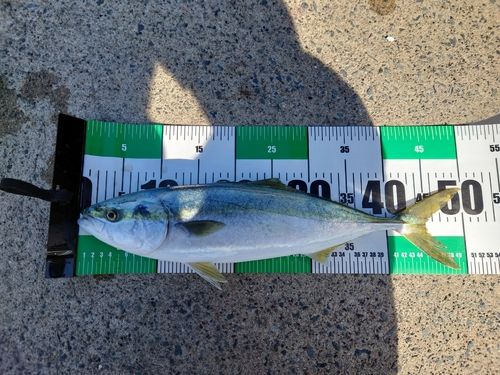 イナダの釣果