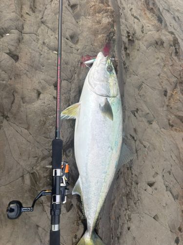 ワラサの釣果