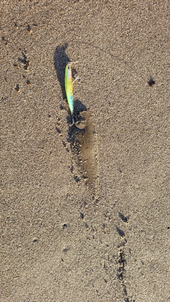 シタビラメの釣果