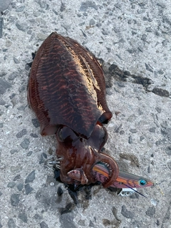 コウイカの釣果