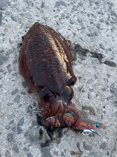 コウイカの釣果