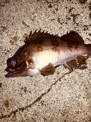 メバルの釣果
