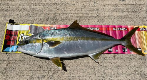 ヒラマサの釣果