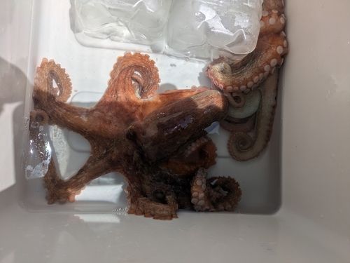 タコの釣果