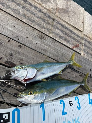 イナダの釣果
