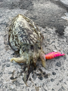 モンゴイカの釣果