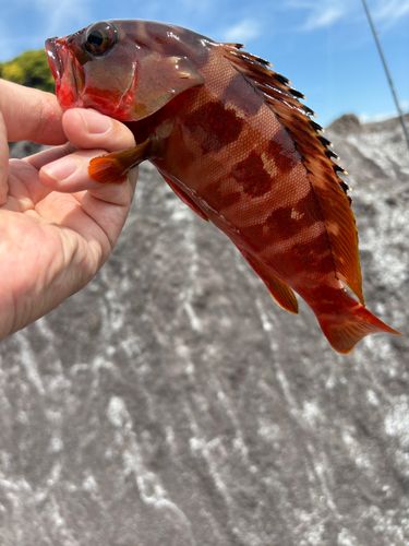 アカハタの釣果